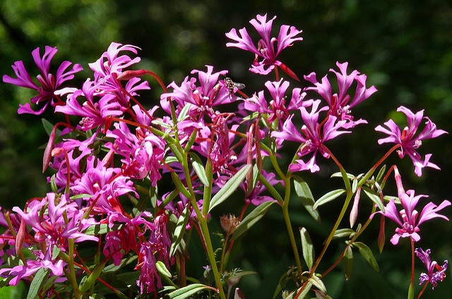 Clarkia concinna