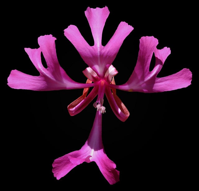 Clarkia concinna