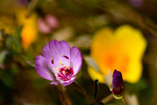 Clarkia franciscana