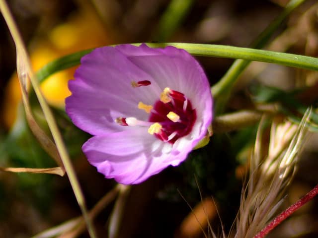 Clarkia franciscana