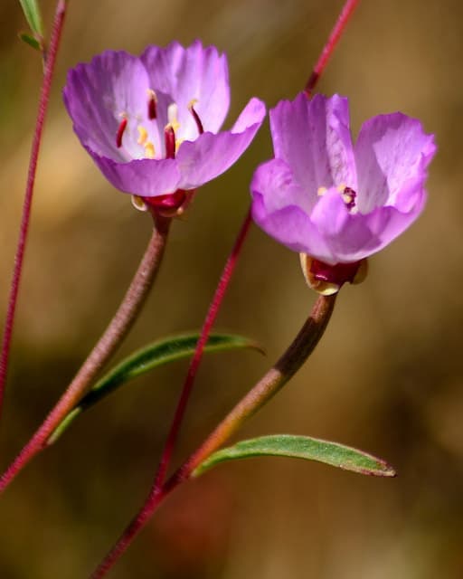 Clarkia franciscana