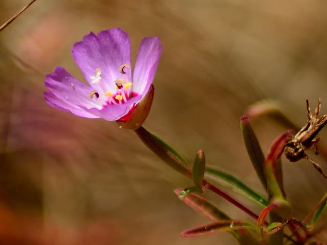 Clarkia franciscana