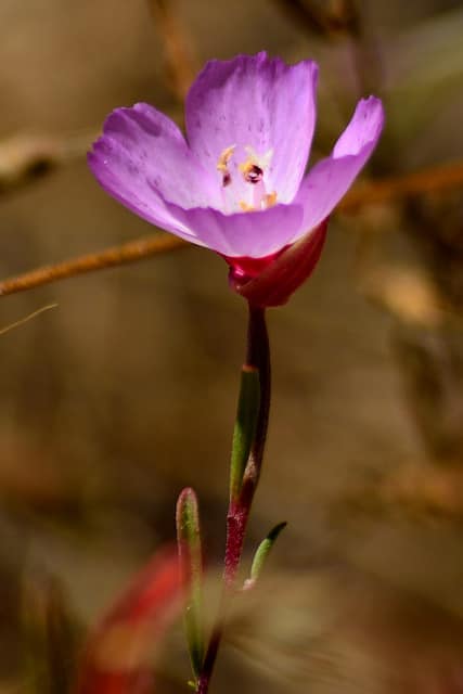 Clarkia franciscana