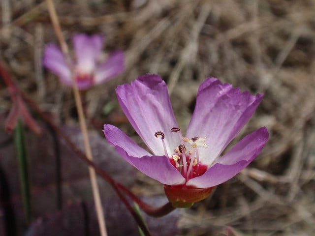 Clarkia franciscana