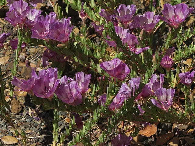 Clarkia imbricata