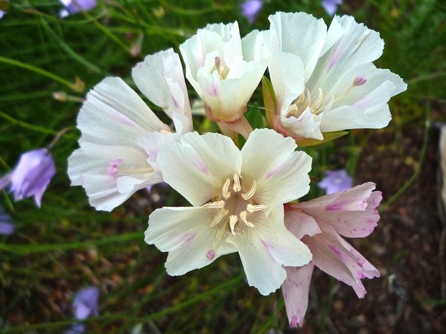 Clarkia imbricata