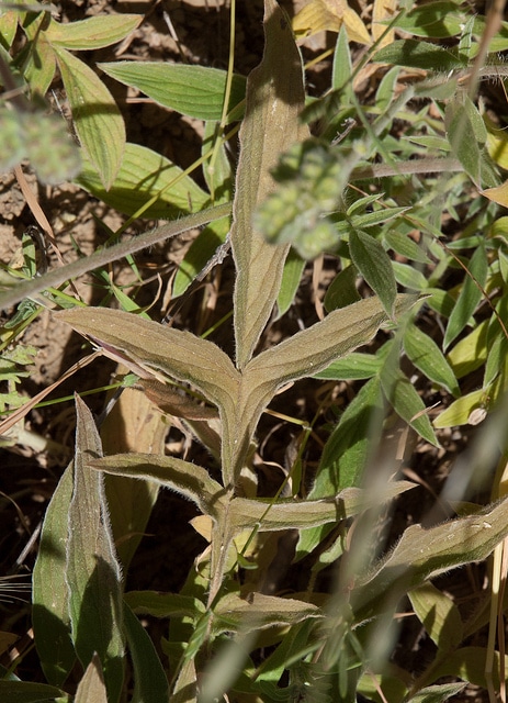 Clarkia imbricata