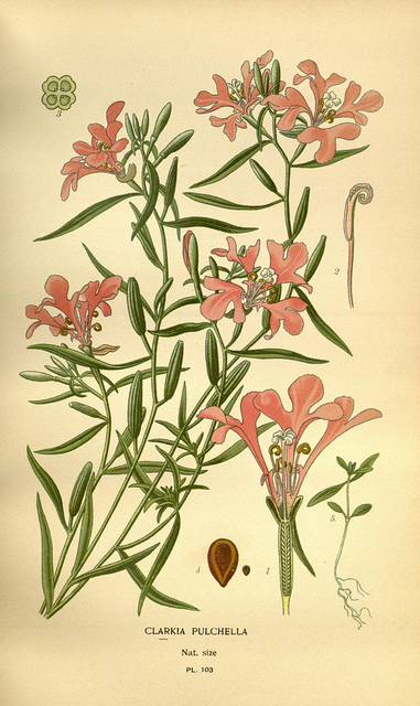 Clarkia pulchella