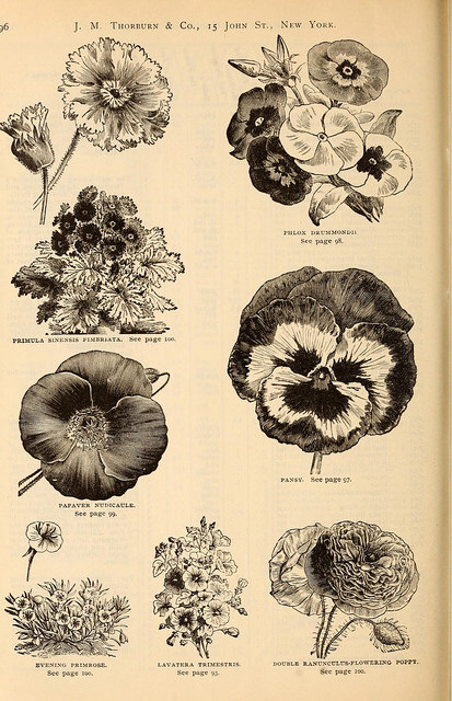 Clarkia pulchella