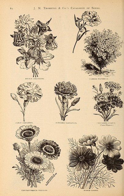 Clarkia pulchella