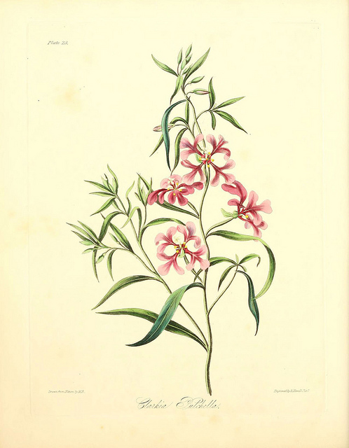 Clarkia pulchella
