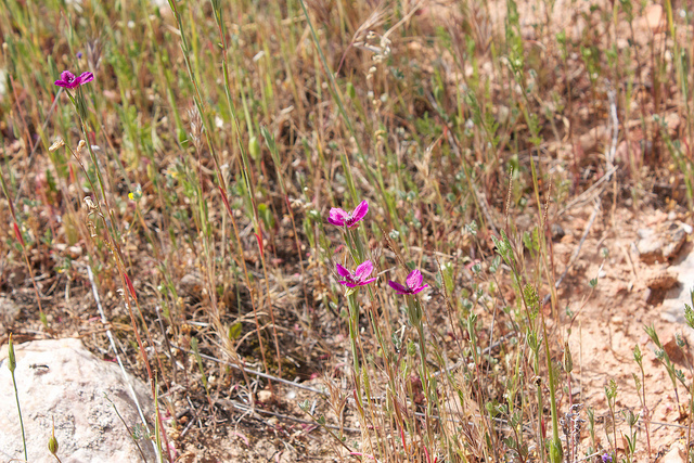 Clarkia purpurea