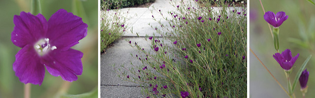 Clarkia purpurea