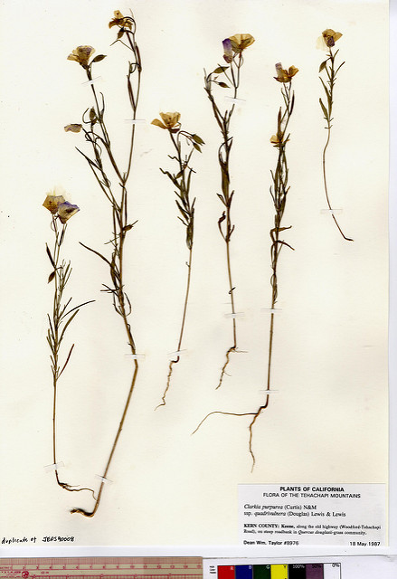 Clarkia purpurea