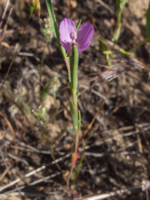 Clarkia purpurea