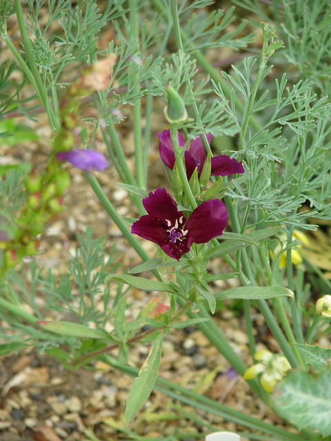 Clarkia purpurea