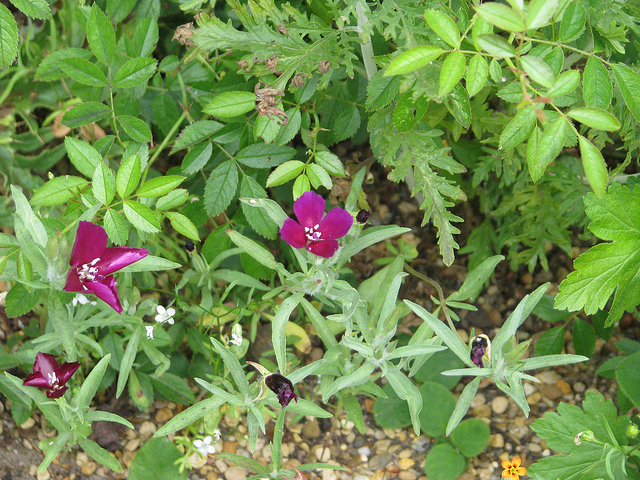 Clarkia purpurea