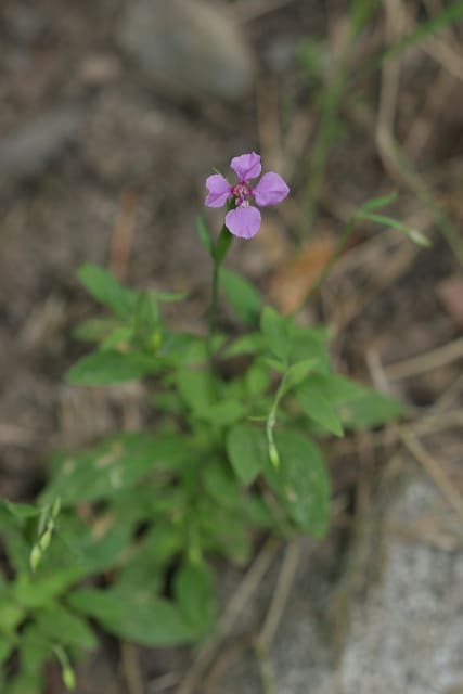 Clarkia rhomboidea