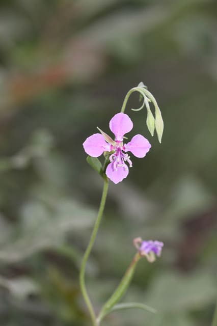 Clarkia rhomboidea