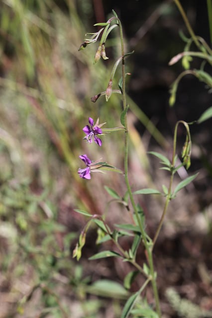 Clarkia rhomboidea