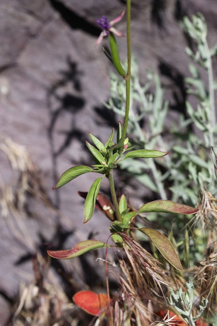 Clarkia rhomboidea