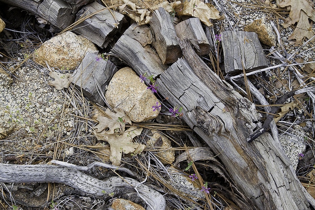 Clarkia rhomboidea (Clarkia rhomboidea)