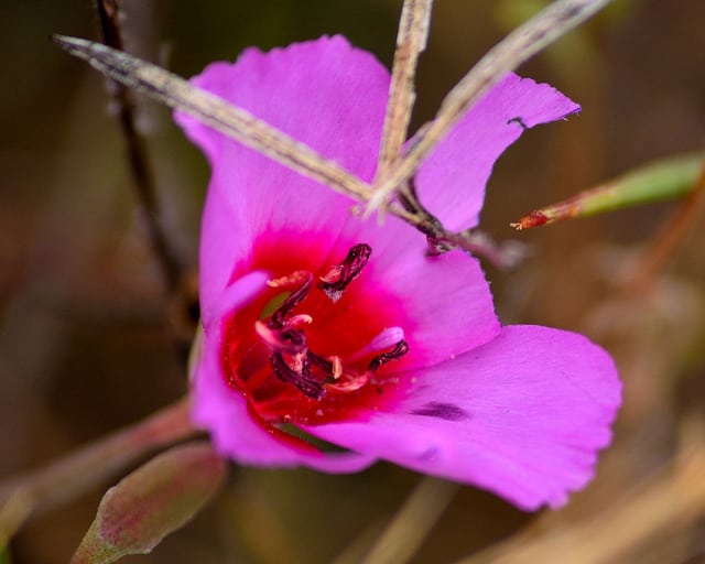 Clarkia rubicunda