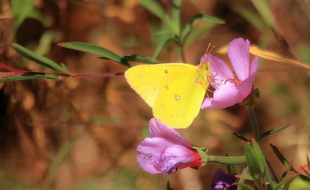Clarkia rubicunda