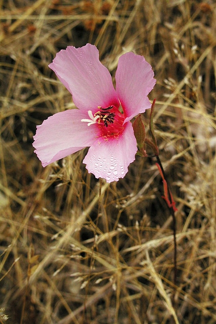 Clarkia rubicunda
