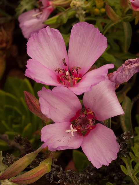 Clarkia rubicunda