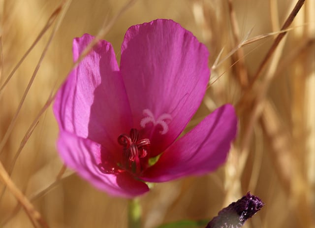 Clarkia rubicunda (Clarkia rubicunda)