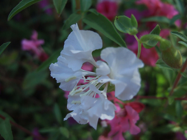 Clarkia unguiculata