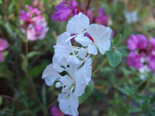 Clarkia unguiculata