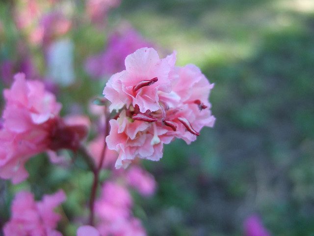 Clarkia unguiculata