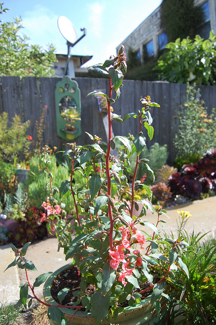 Clarkia unguiculata