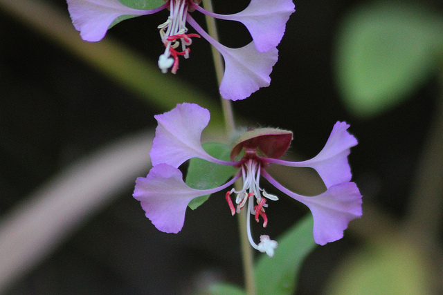 Clarkia unguiculata