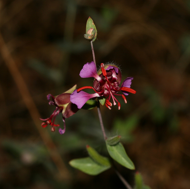 Clarkia unguiculata