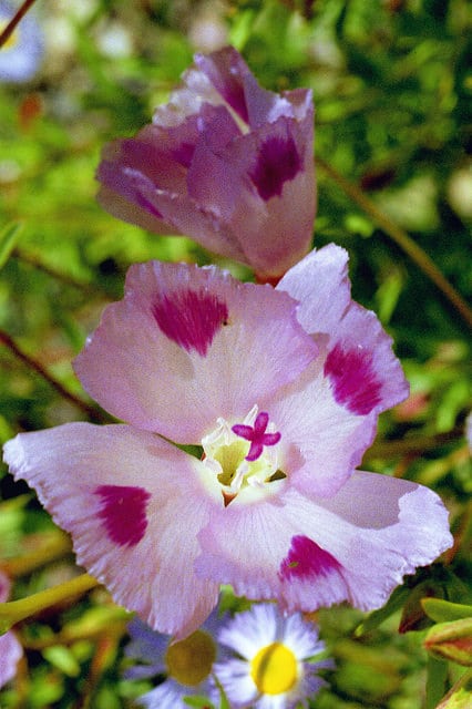 Clarkia williamsonii