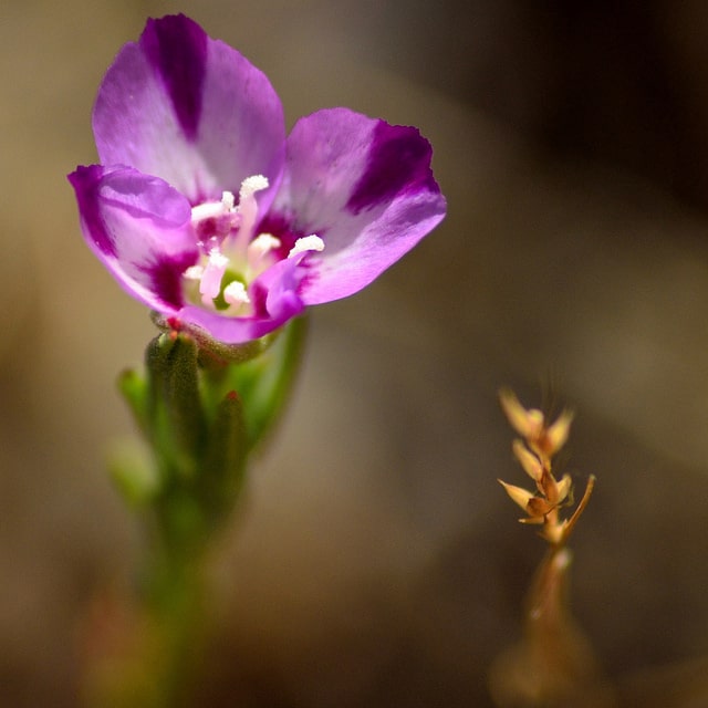 Clarkia williamsonii
