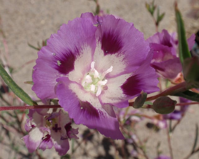 Clarkia williamsonii