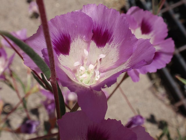Clarkia williamsonii