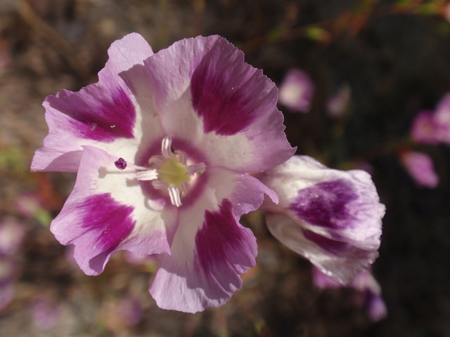 Clarkia williamsonii