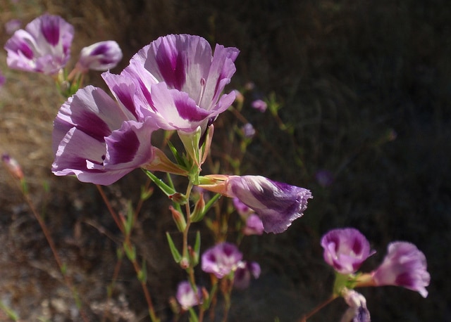 Clarkia williamsonii