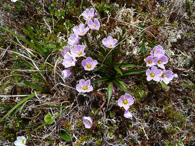 Claytonia acutifolia (Claytonia acutifolia)
