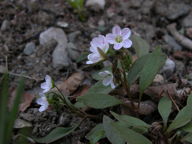 Claytonie de caroline (Claytonia caroliniana)
