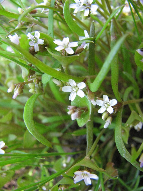 Claytonia exigua