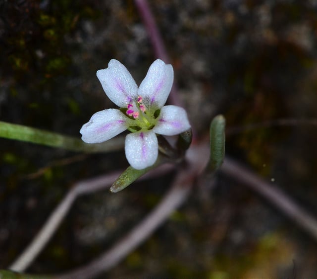 Claytonia exigua