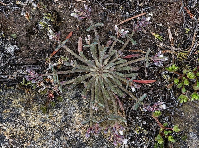 Claytonia exigua