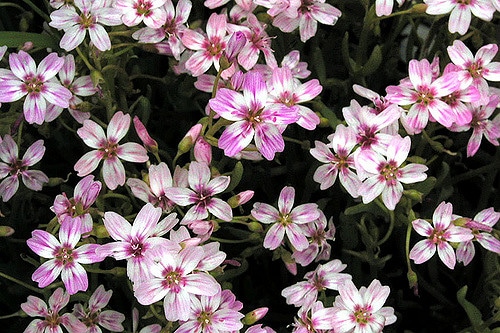 Claytonia exigua