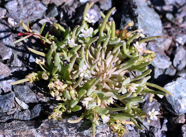 Claytonia exigua